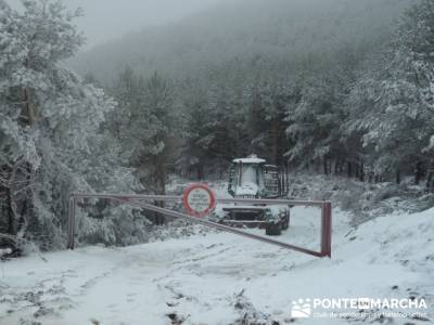 Hayedo de Pedrosa - Parque Natural Sierra Norte de Guadalajara - Hayedo de Tejera Negra